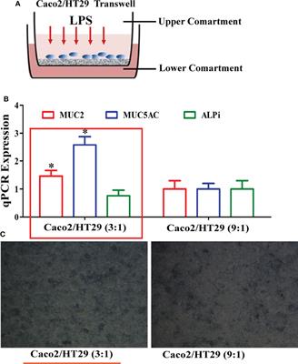 Endotoxins Induced ECM-Receptor Interaction Pathway Signal Effect on the Function of MUC2 in Caco2/HT29 Co-Culture Cells